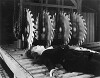 The Timber Queen (1922)