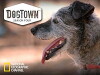 DogTown (2008)