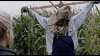 Curse of the Scarecrow (2018)