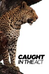 Caught in the Act (2007)