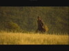 Malaterra (2004)