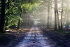 The Graceful Path (2019)