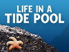 Life in a Tide Pool (2015)