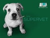 The Supervet (2014)