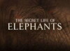 The Secret Life of Elephants (2009)