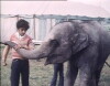 Anoop and the Elephant (1972)