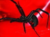 Black Widow Spider (2018)
