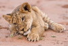 Baby Animals in the Wild (2015)