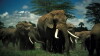 Echo and the Elephants of Amboseli (2009)