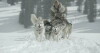 The Great Alaskan Race (2018)