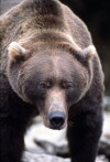 The Grizzly Man Diaries (2008)