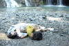 Lost Serenade (2016)