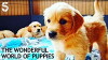 The Wonderful World of Puppies (2018)