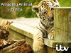 Amazing Animal Births (2017)
