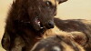 Kruger's Wild Dogs (2012)