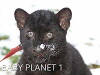 Baby Planet (2009)