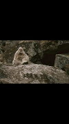 Yeti, le cri de l'homme des neiges (2000)