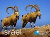 Wild Israel (2016)
