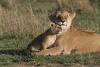 Big Cat Diary (1996)