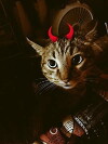 Evil Cat (2016)
