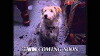 The Bob Morrison Show (1994)
