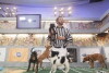 Puppy Bowl VII (2011)