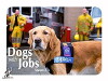 Dogs with Jobs (2000)