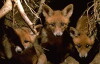 Secret Lives of European Mammals (2000)