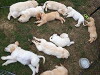 Secret Life of Puppies (2016)