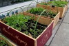 Adventures of an Urban Gardening Nerd (2015)
