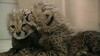 The Cheetah Diaries (2011)