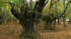 El bosque protector (2002)