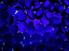 Blue Blood (2008)