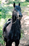 Albion: The Enchanted Stallion (2016)