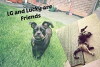 LG and Lucky Are Friends (2018)