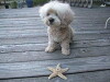 Starfish (2017)