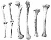 TheBoneZone (2018)