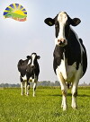 American Farmer: Dairy Innovation (2014)