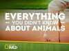 Everything You Didn't Know About Animals (2015)