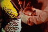 Spark of Being (2010)