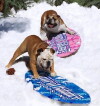 Who Let the Dogs Out (2012)