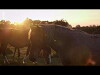 Landleben auf Englisch - Der Süden (2018)