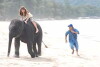 Hero Animals (2009)