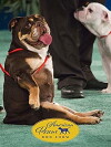 2018 American Rescue Dog Show (2018)