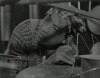 Astronaftes (1962)