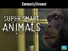 Super Smart Animals (2012) - Stream Online