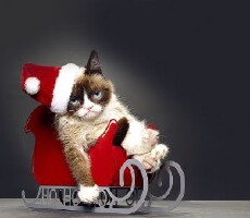 Grumpy Cat's Worst Christmas Ever (2014) - Stream Online