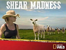 Shear Madness (2014) - Stream Online