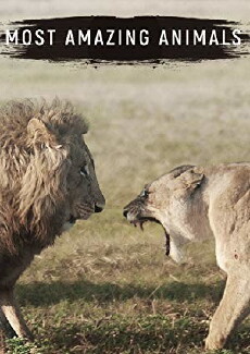 Most Amazing Animals (2017) - Stream Online