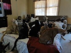 Confessions: Animal Hoarding (2010) - Stream Online
